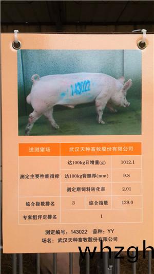 第14屆湖(hu)北(bei)省種豬拍賣會在(zai)武(wu)漢(han)成(cheng)功召(zhao)開