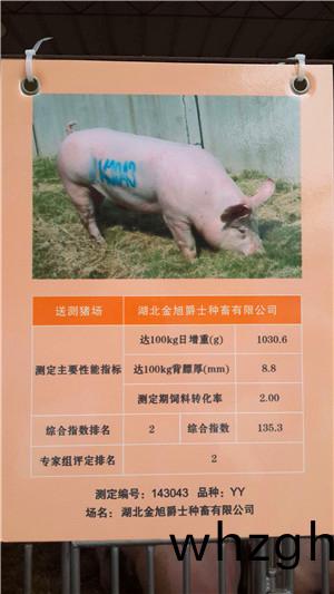 第14屆湖(hu)北(bei)省(sheng)種豬(zhu)拍賣會(hui)在(zai)武漢成功(gong)召開(kai)